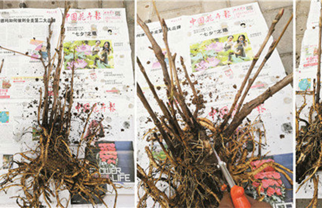 牡丹分株栽植及修剪方法1.jpg