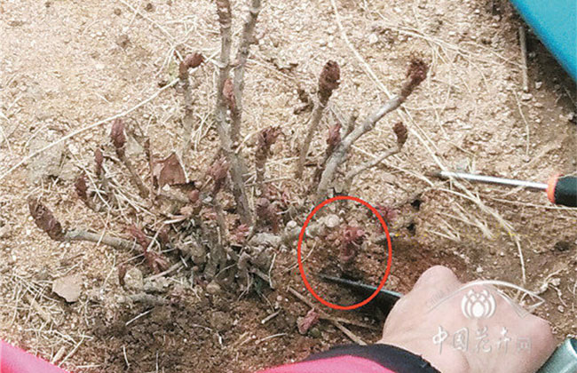 牡丹分株栽植及修剪方法3.jpg