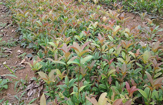 除草：早熟禾怎么除？低温期视天气条件选药