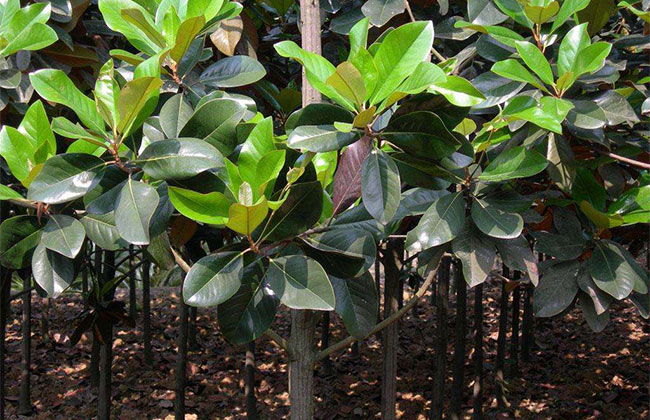 广玉兰与白玉兰有什么区别?北方可以种植吗?