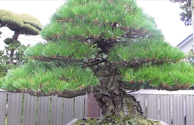 造型黑松什么价格 黑松修剪造型方法
