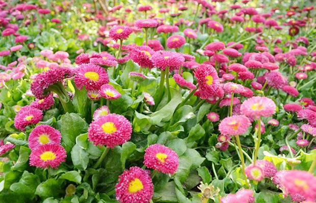 雏菊14.jpg