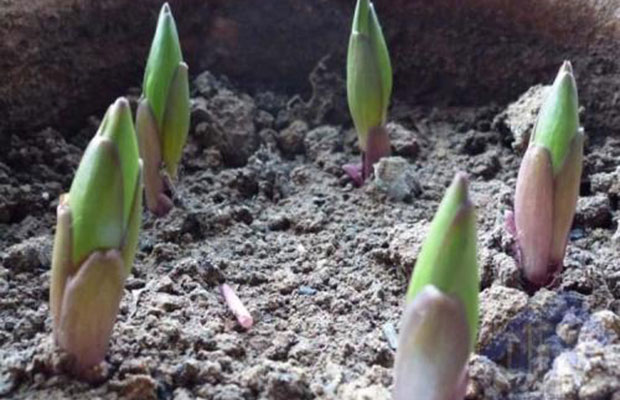 百合花的适合秋冬季节种植吗？养殖方法有哪些？