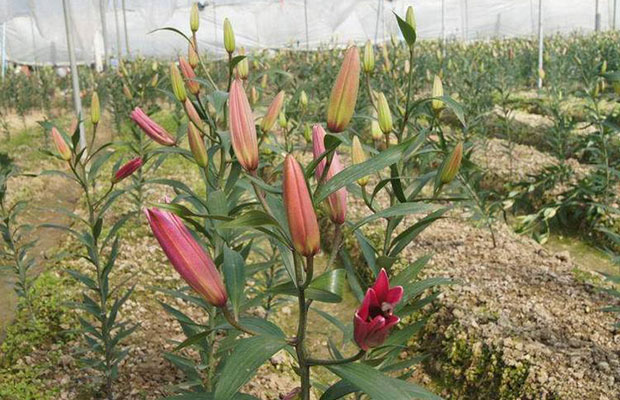 百合花7.jpg