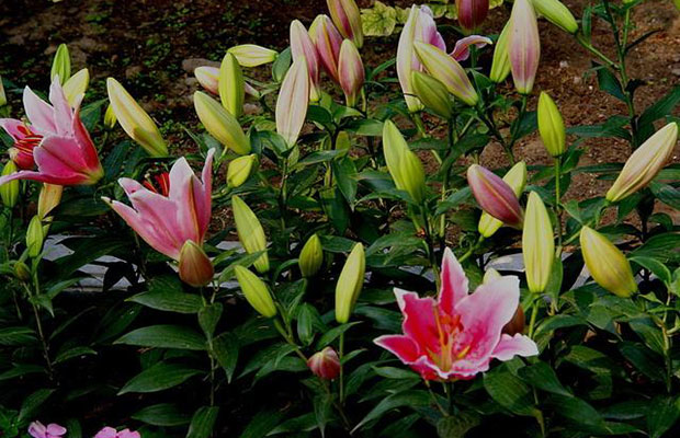 百合花5.jpg