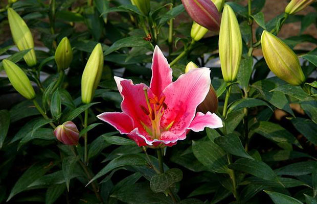 百合花3.jpg