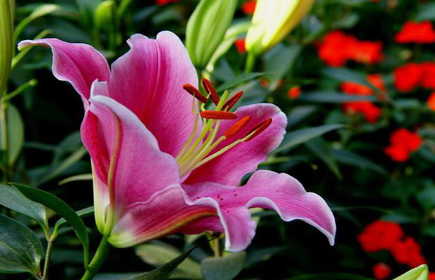 百合花2.jpg