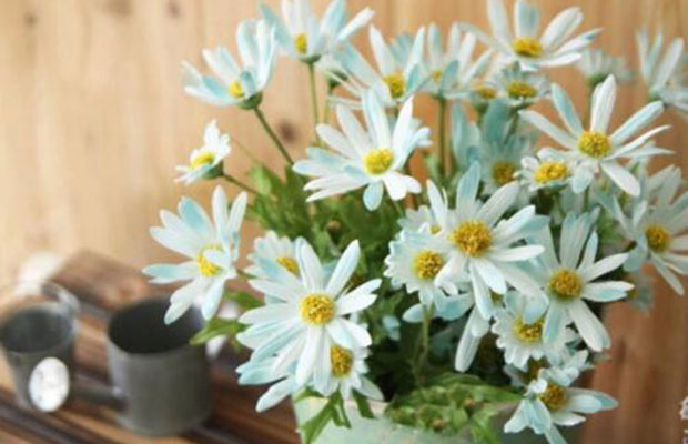 雏菊3.jpg