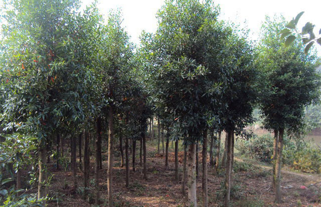 杜英栽培种植方法