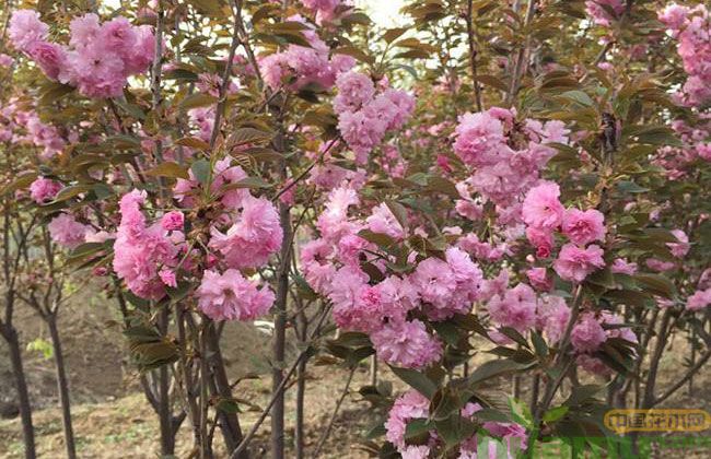 樱花树苗价格