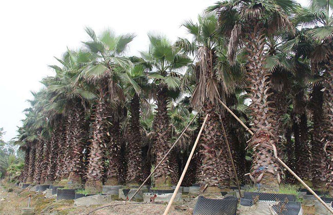 棕榈栽培种植技术