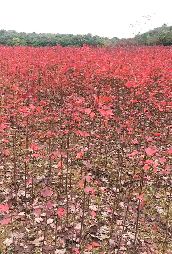 美国红枫小苗的栽培和养护方法