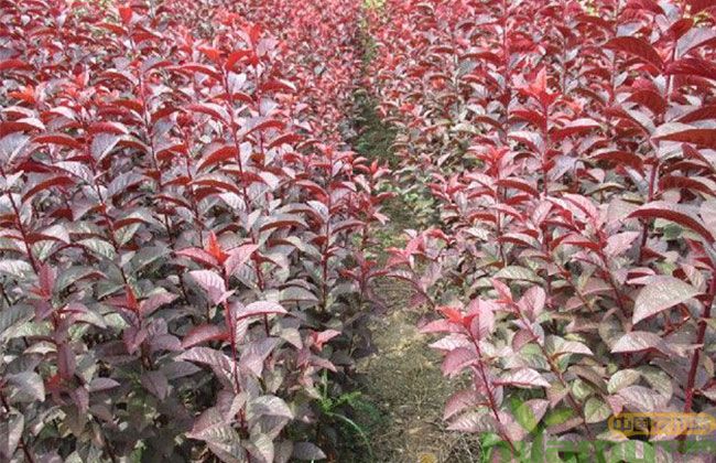 樱花树苗价格