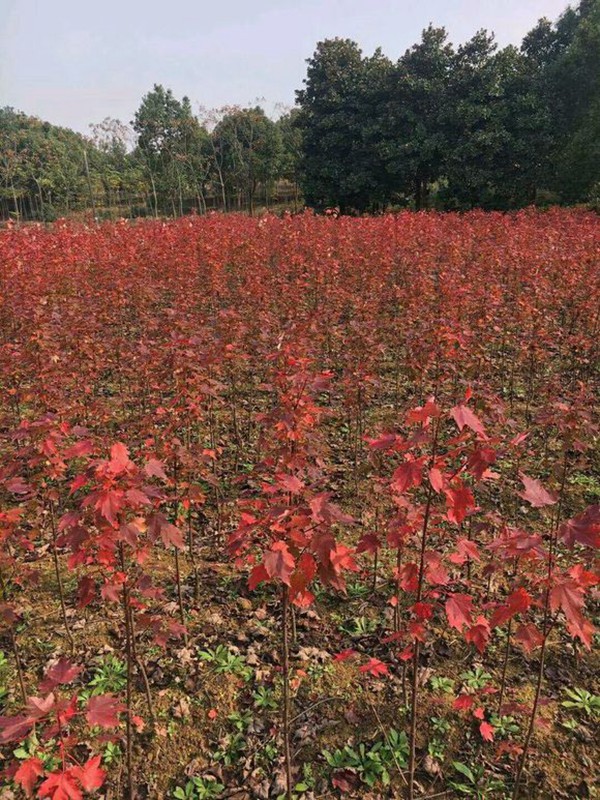 美国红枫小苗的种植方法