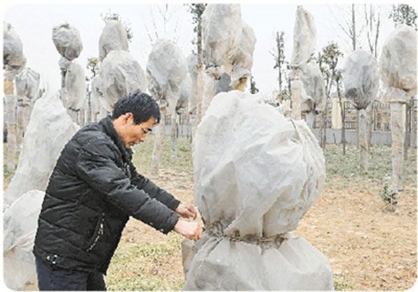 苗木防寒3.jpg