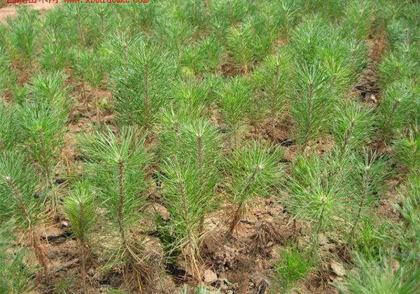 樟子松的栽培种植技术