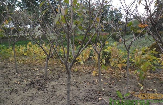 樱花树苗价格,10公分樱花树苗多少钱? 樱花树苗价格,10公分樱花树苗多少钱?