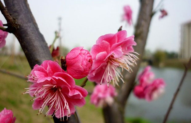 严冬百花残，此花开正艳！