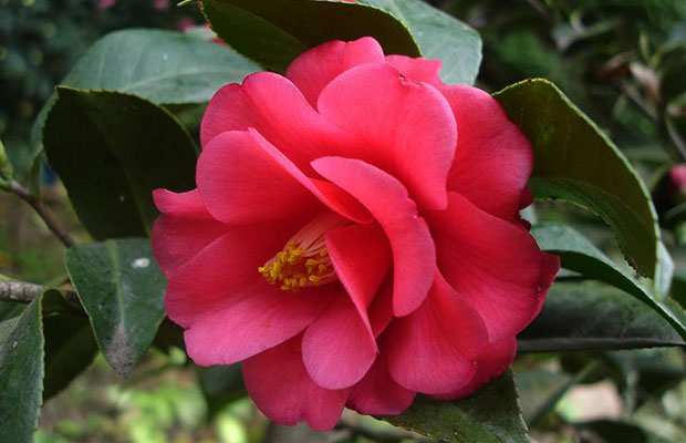 茶花.jpg