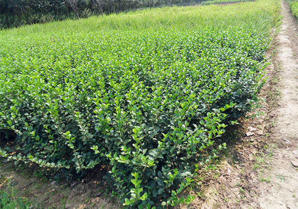 大叶黄杨的栽培种植技术