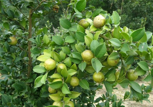冬季油茶树苗怎么管理？移栽苗如何越冬？
