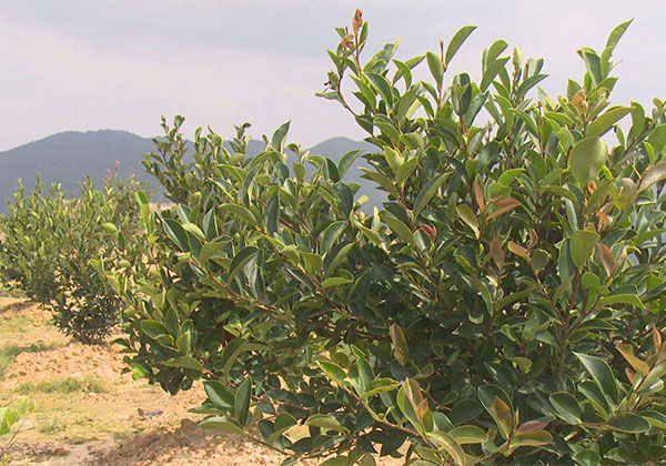 油茶苗6.jpg
