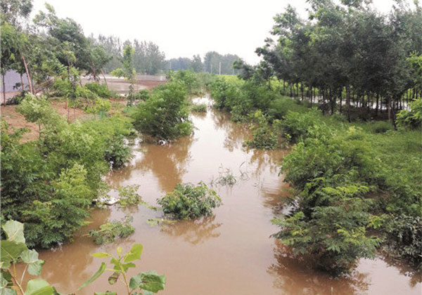 水淹苗圃如何开展自救