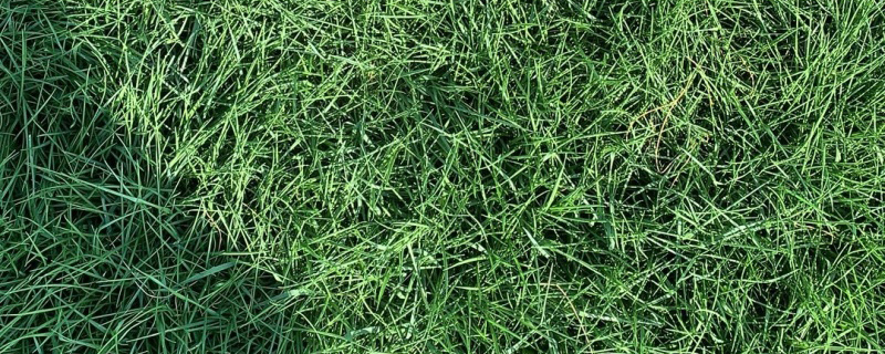 马尼拉草跟百慕大草的区别