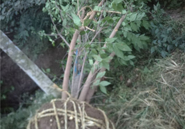 腊梅花有几种颜色？腊梅有多少品种？