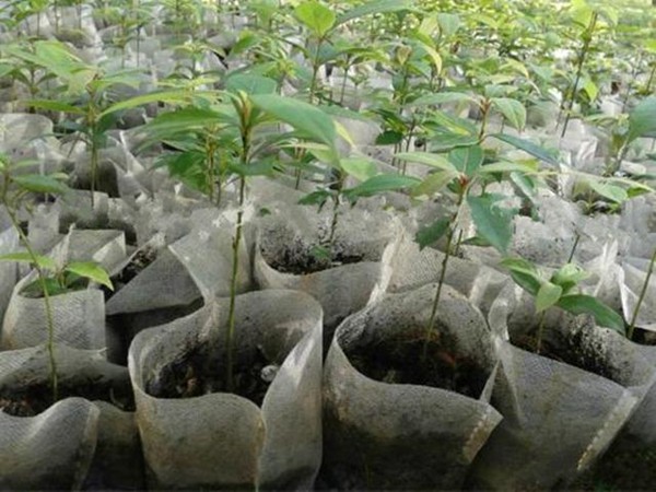 容器苗正确的上盆和换盆要注意哪些问题你了解吗？