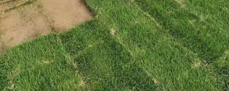 结缕草和马尼拉草有什么区别