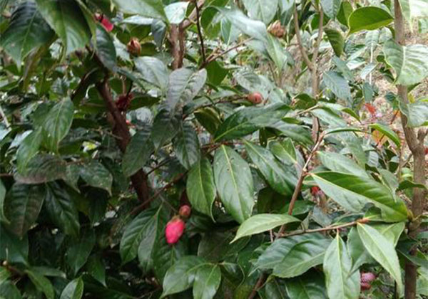 油茶10.jpg