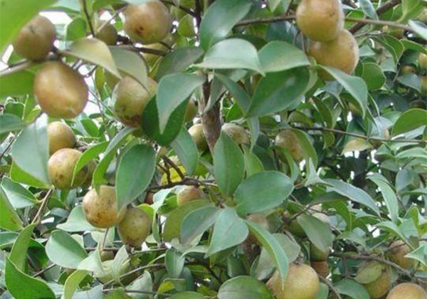 油茶4.jpg