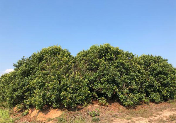 杨梅树2.jpg