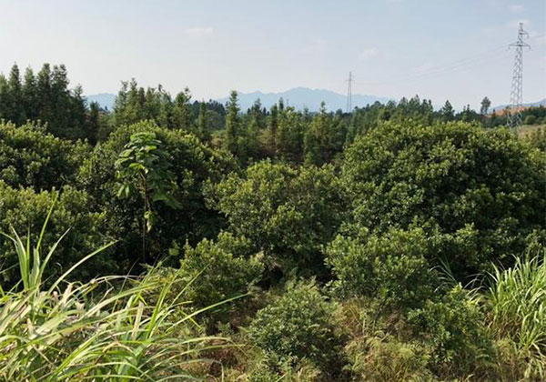 杨梅树5.jpg