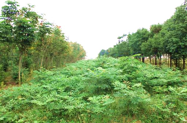 产地实拍栾树小苗.jpg