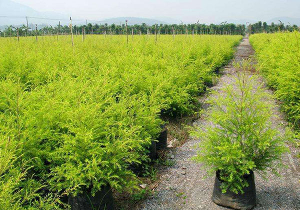 十二月份园林植物管理技术要点