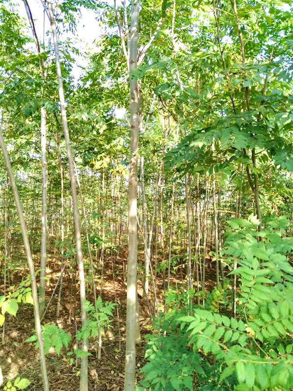 产地实拍5公分栾树.jpg