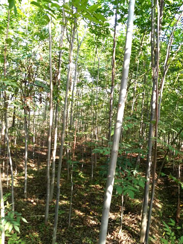 产地实拍3公分栾树02.jpg