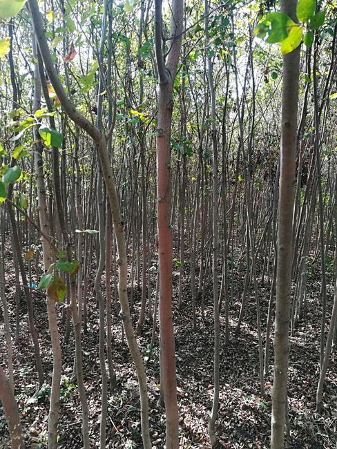白蜡秋冬市场价格如何？白蜡小苗栽植繁育技术