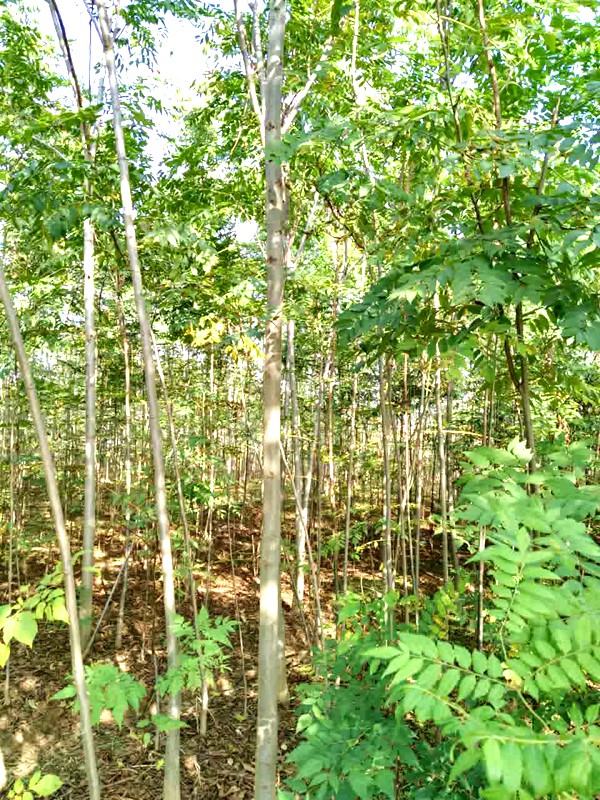 产地实拍3公分栾树.jpg
