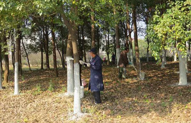 不只是“防冻水”,苗木防冻还有这些6.jpg