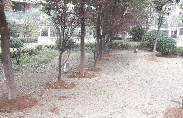 不只是“防冻水”,苗木防冻还有这些3.jpg