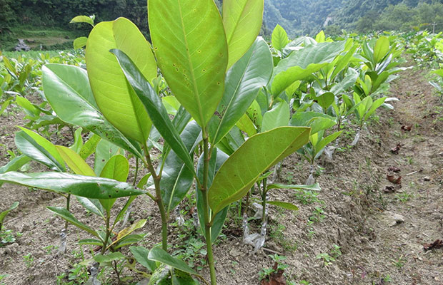 广玉兰苗5.jpg
