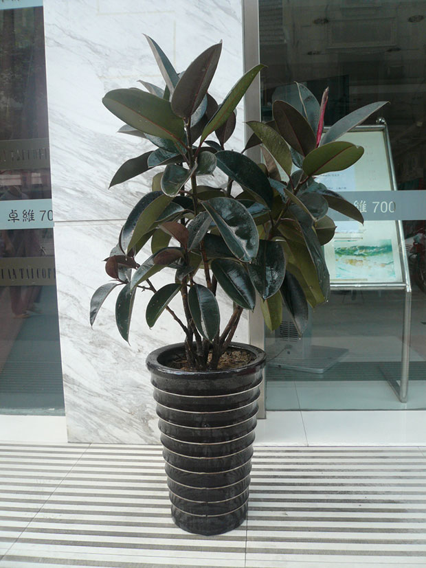 橡皮树9.jpg