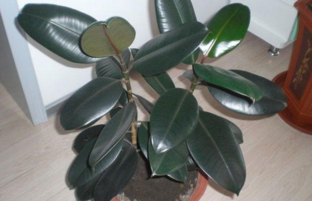 橡皮树5.jpg