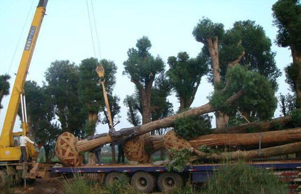大树移植死亡什么原因？起吊方法不标准会导致这个问题！