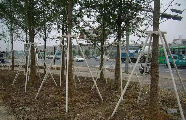 冬季移栽，不会支撑固定等于白忙