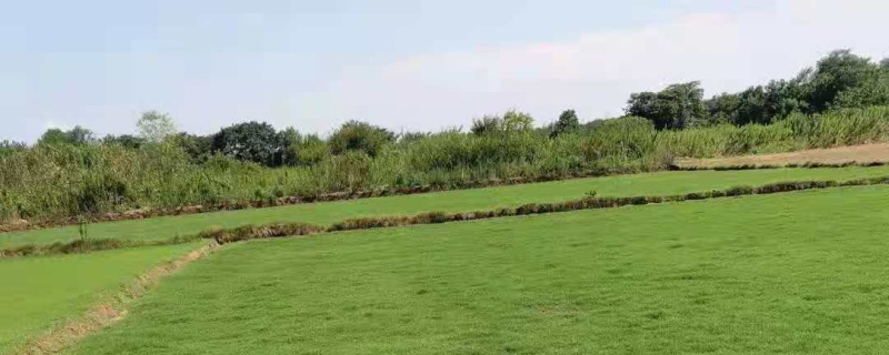 狗牙根草坪