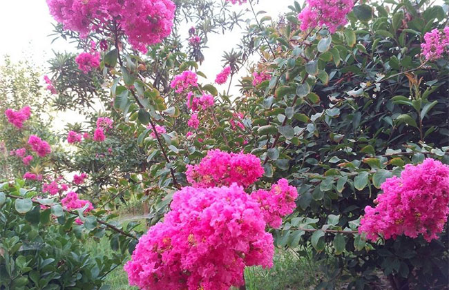 紫薇树5.jpg